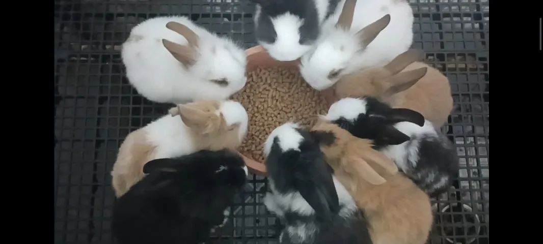 Coelhos mini lion x mini lop filhotes top, bem peludinhos coloração TOP - Foto 3