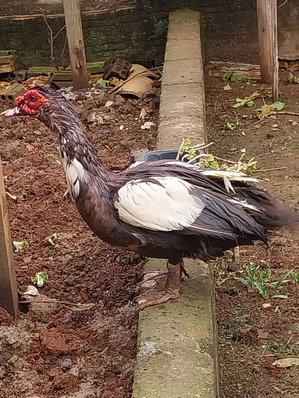 Vendo pato adulto - Foto 2