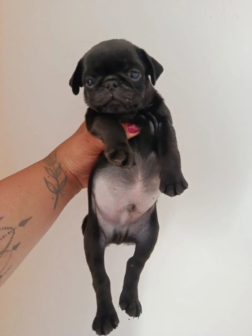 Pug filhote  - Foto 2