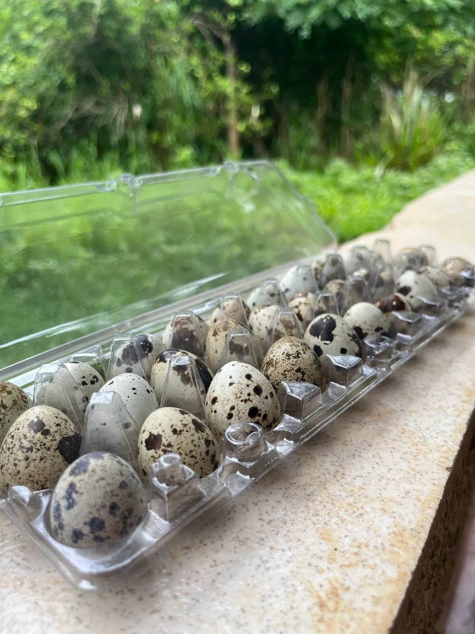 Ovos de codorna para consumo 