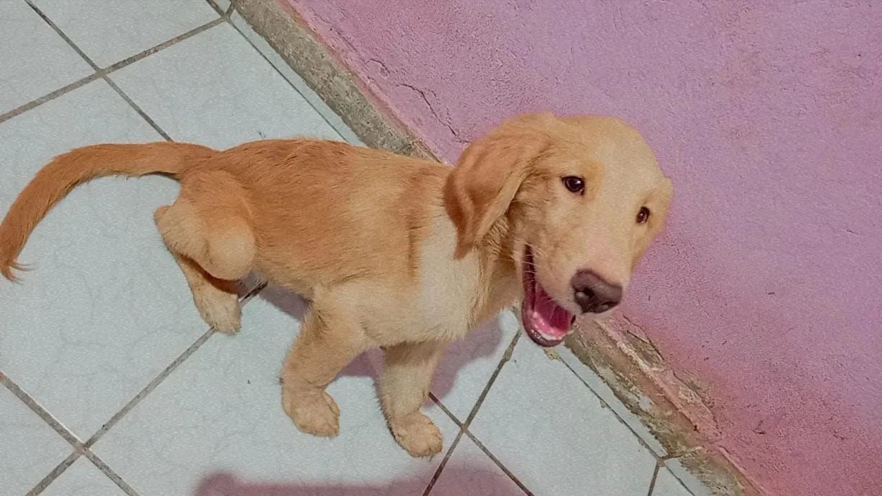 Golden Retriever  - Foto 4