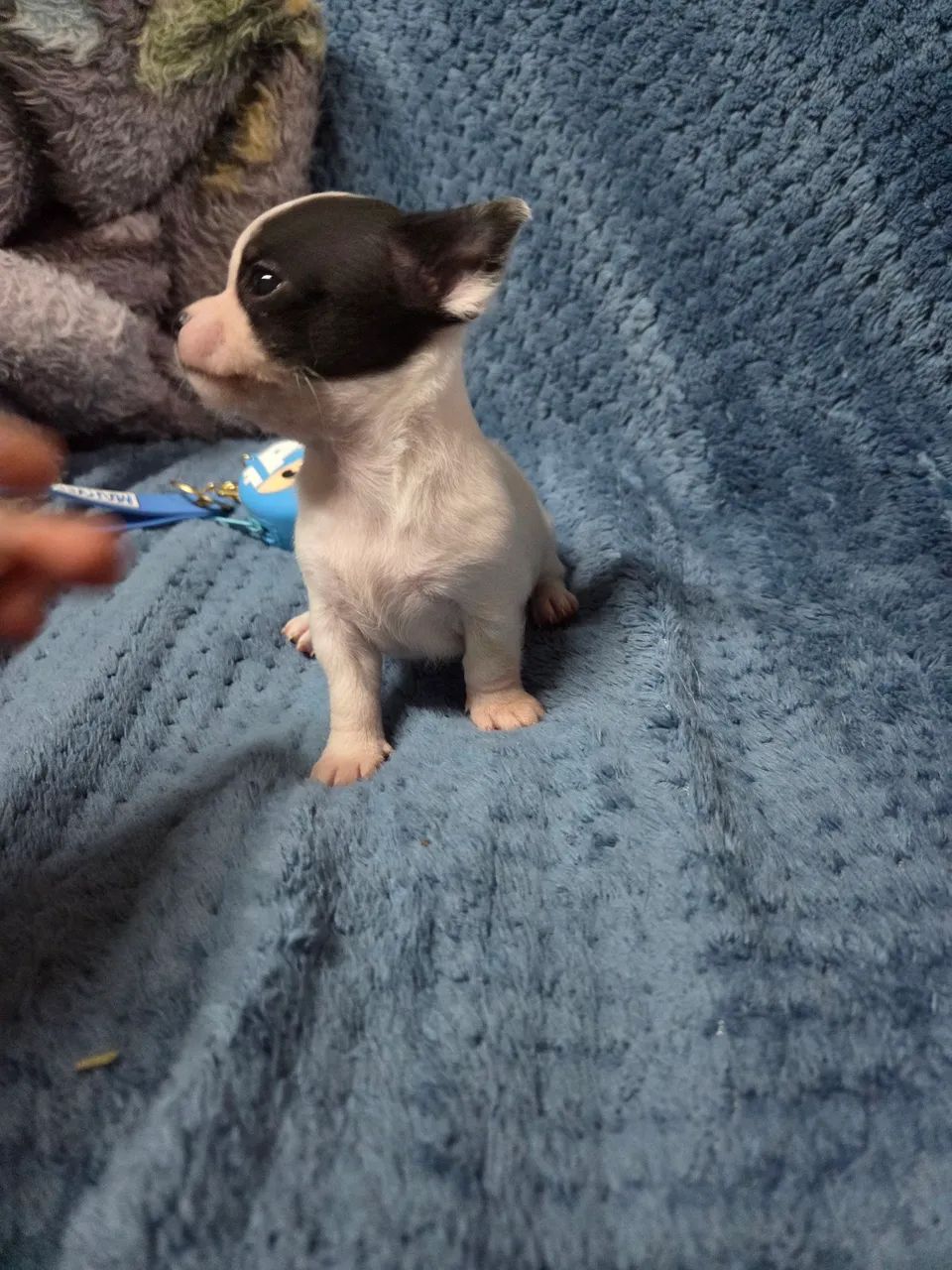Filhote  de chihuahua - Foto 5