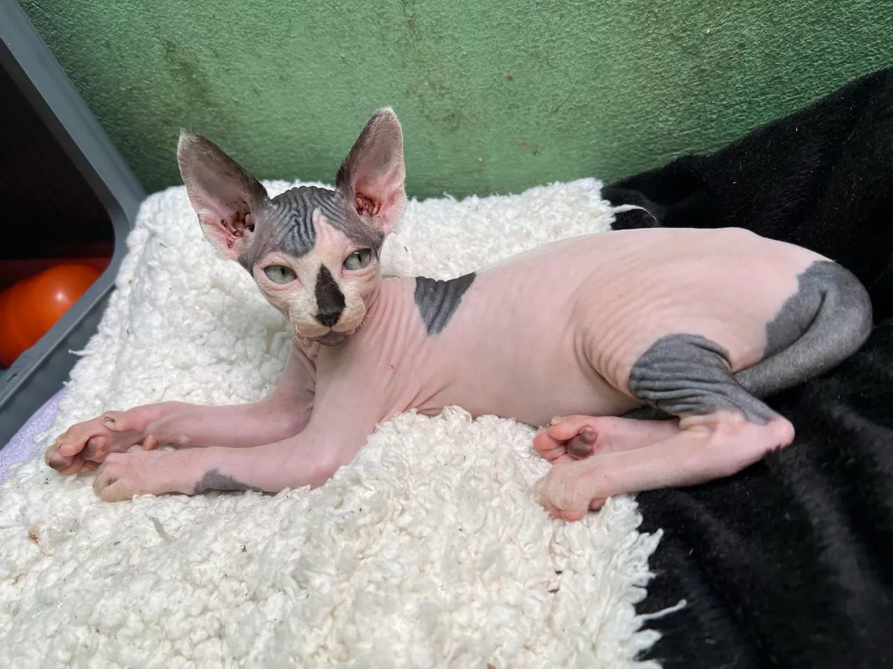 Filhote de Gato Sphynx - Foto 5