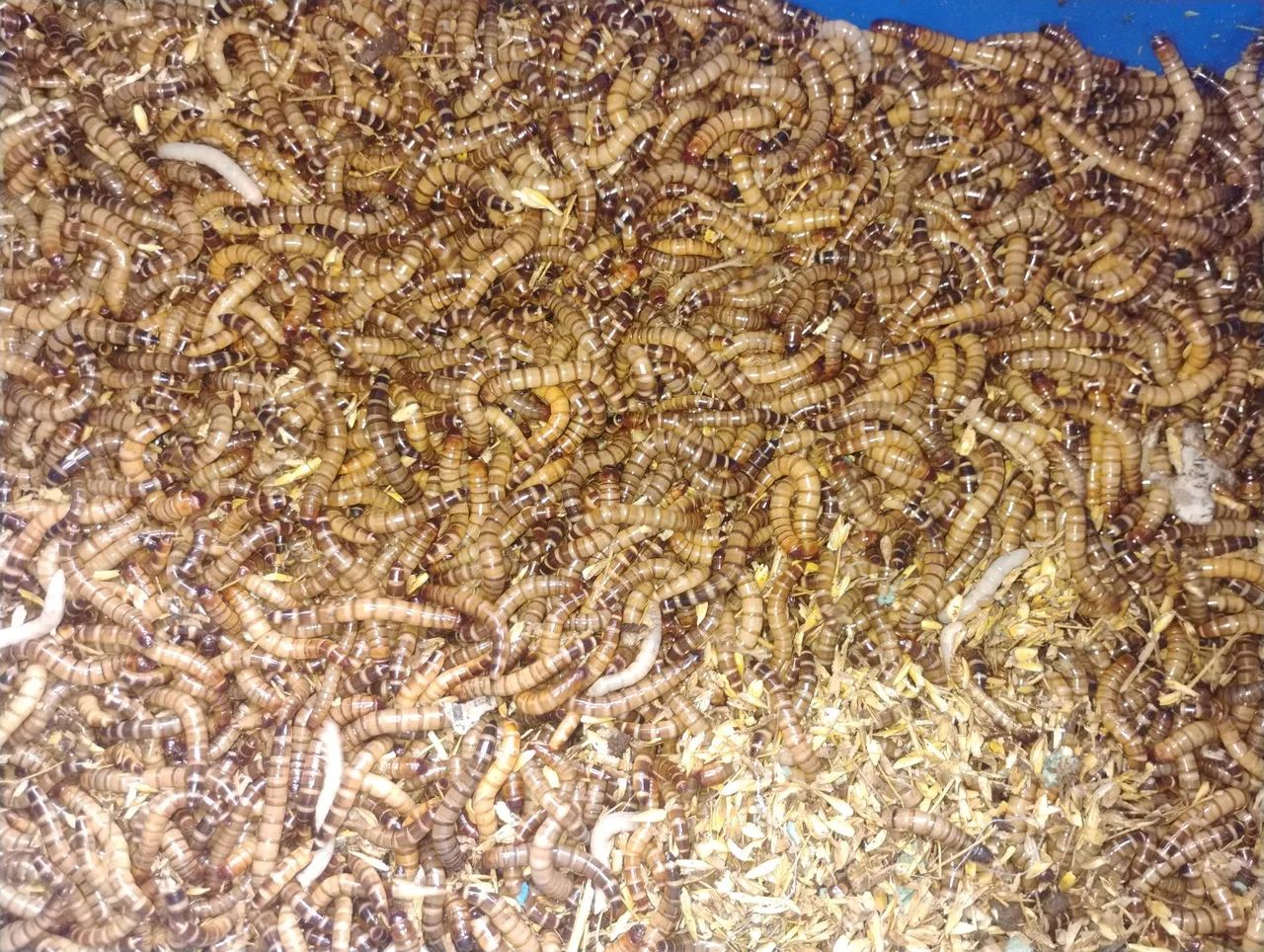 Tenébrios gigantes.