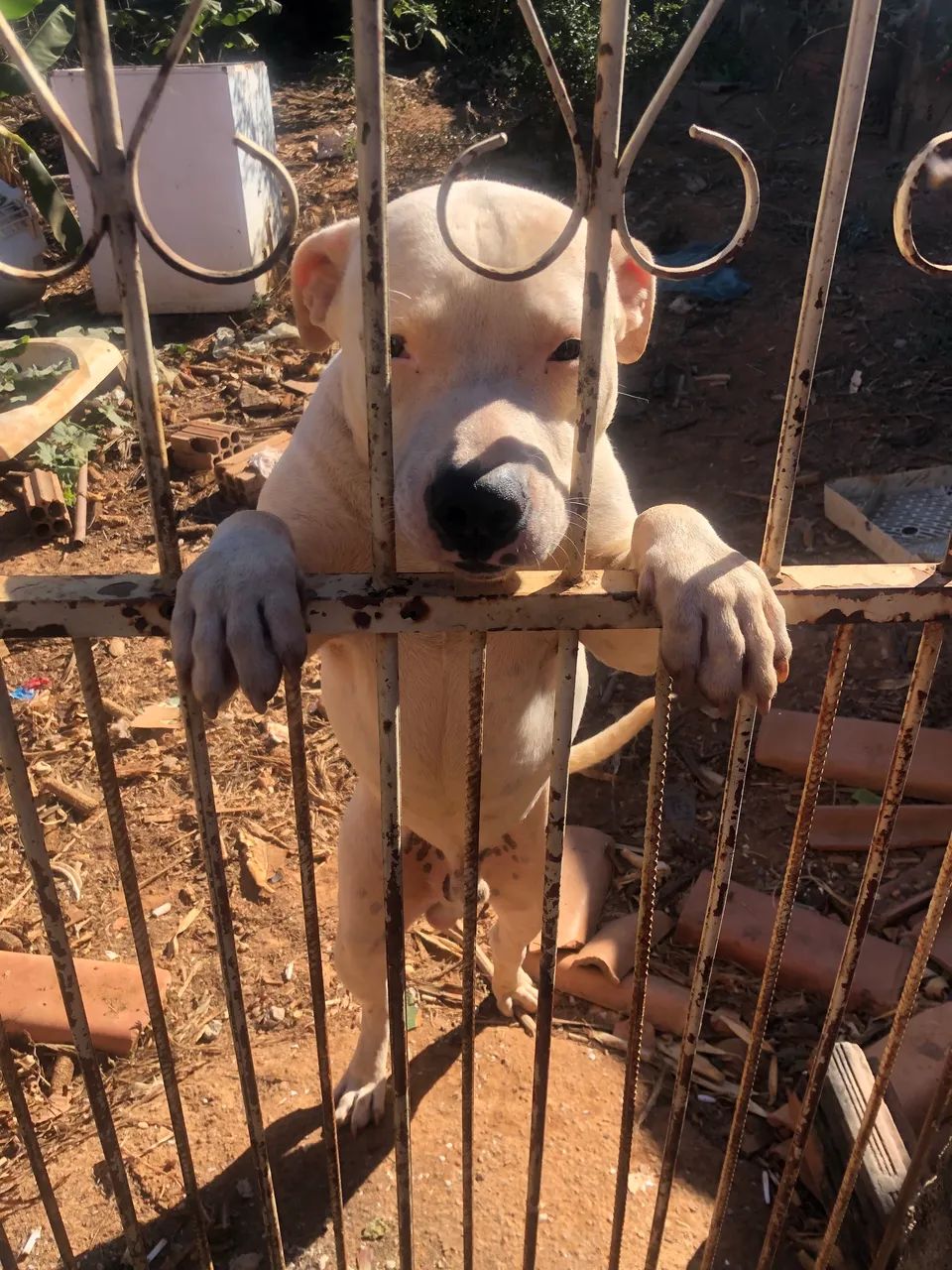 Pitbull 6 meses dócil 350 reais  - Foto 5