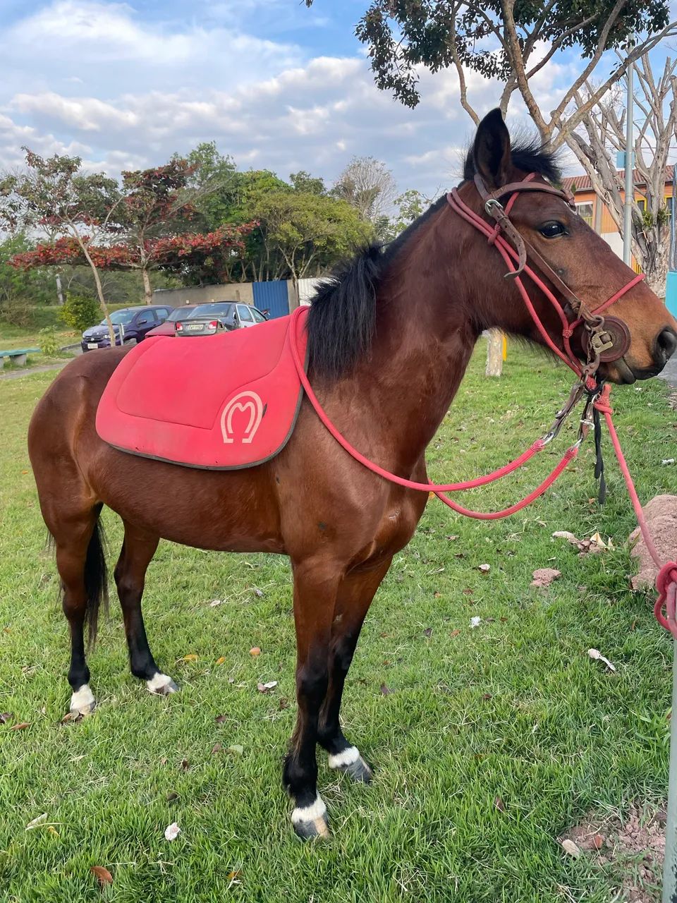 Cavalo  - Foto 4