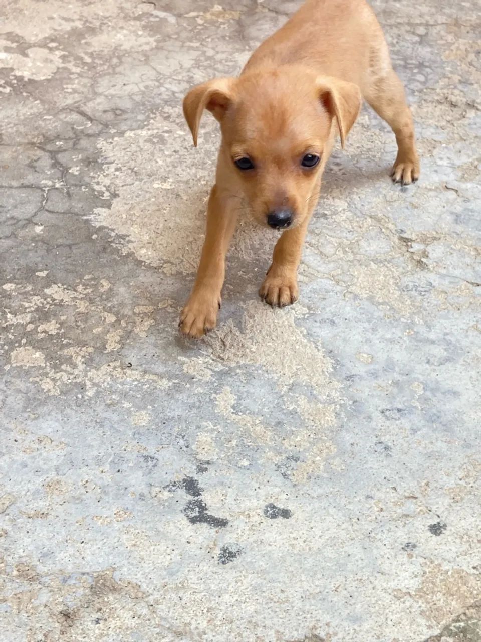 Filhotes de pinscher número 1 - Foto 4
