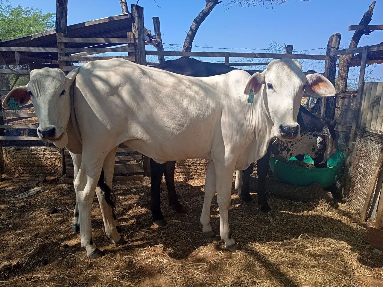 Lote de gado