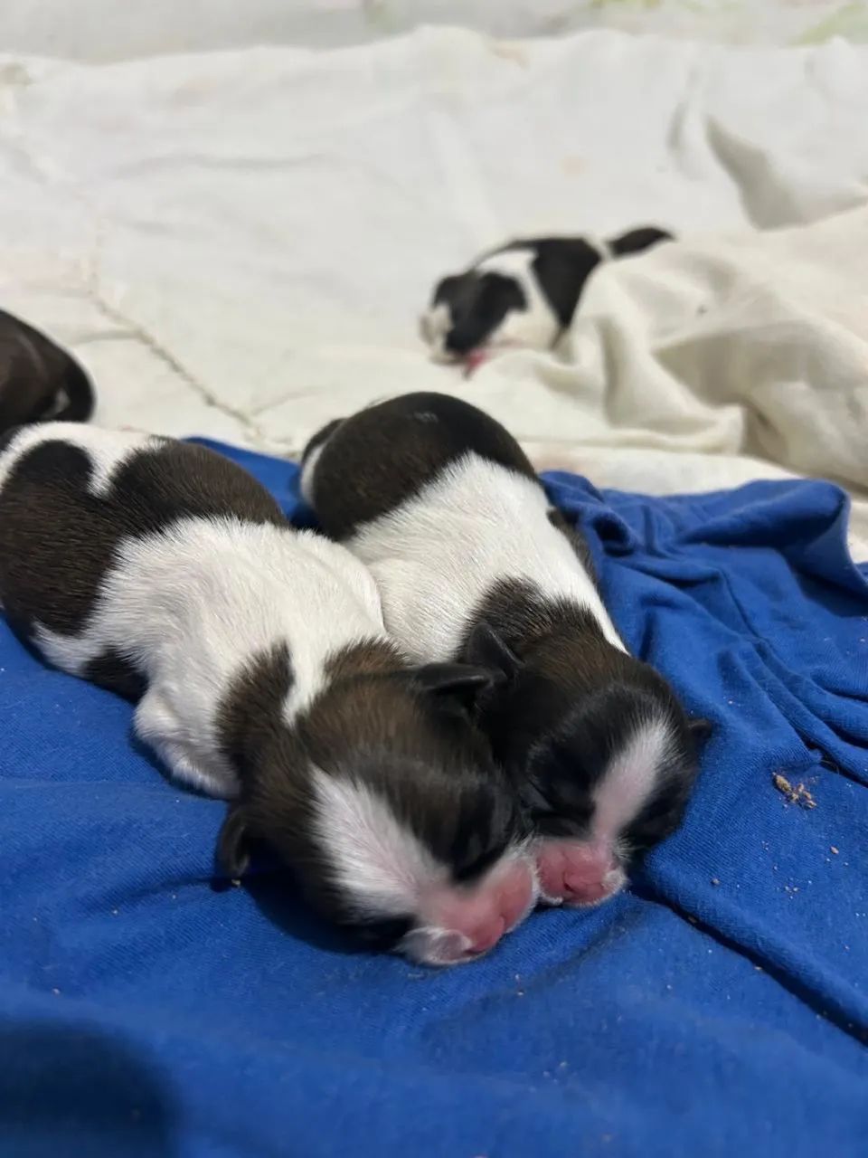 Shihtzu - Foto 2