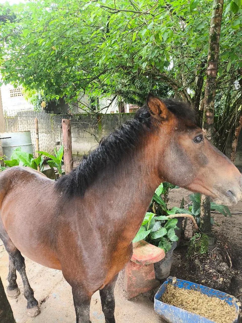 V/T cavalo piquira