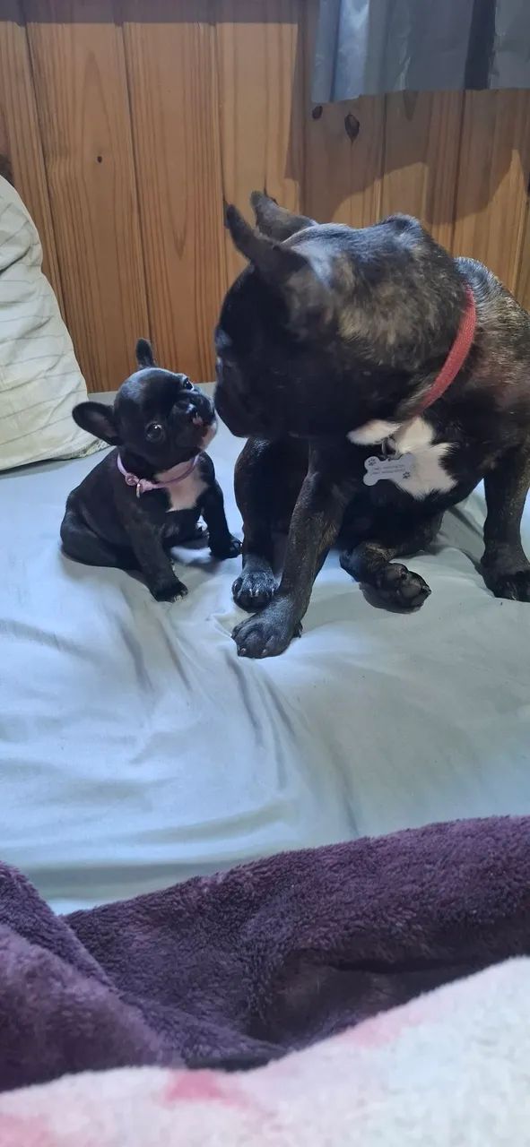 Filhote de buldogue frances  - Foto 3