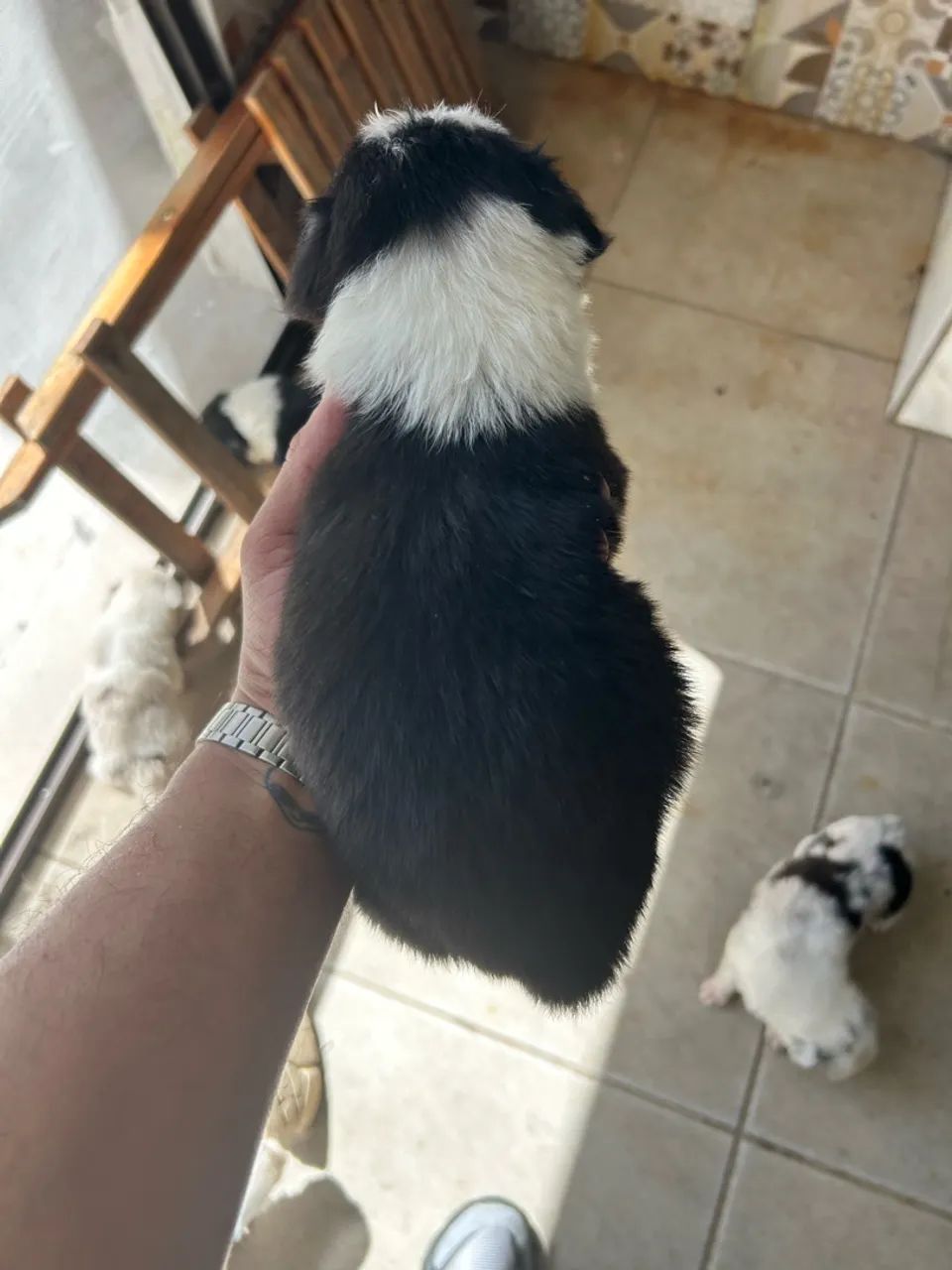 Border collie puro  - Foto 2