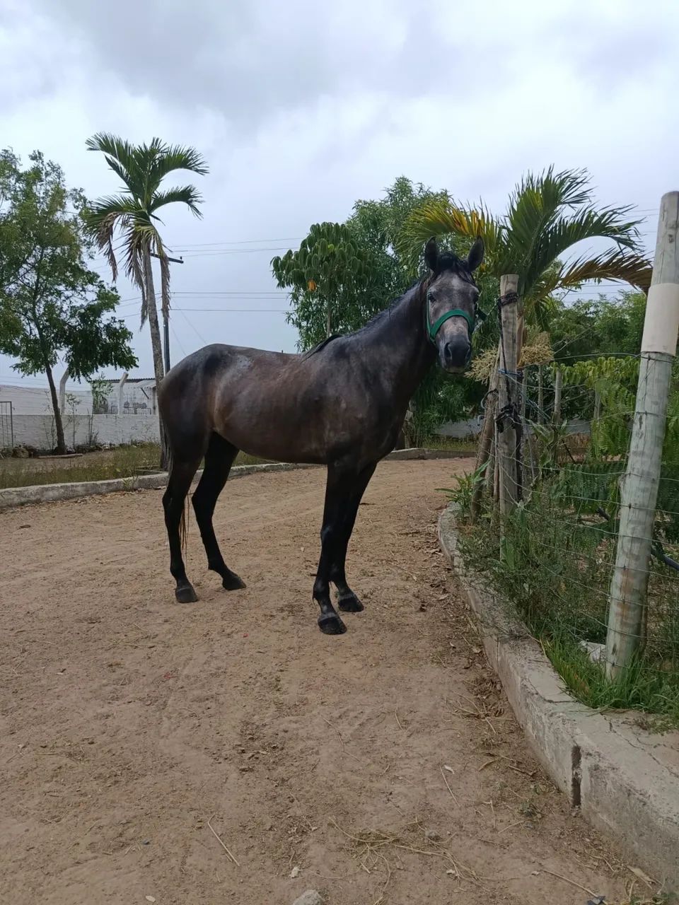 Potro manso de sela  Picado legítimo e de origem - Foto 5