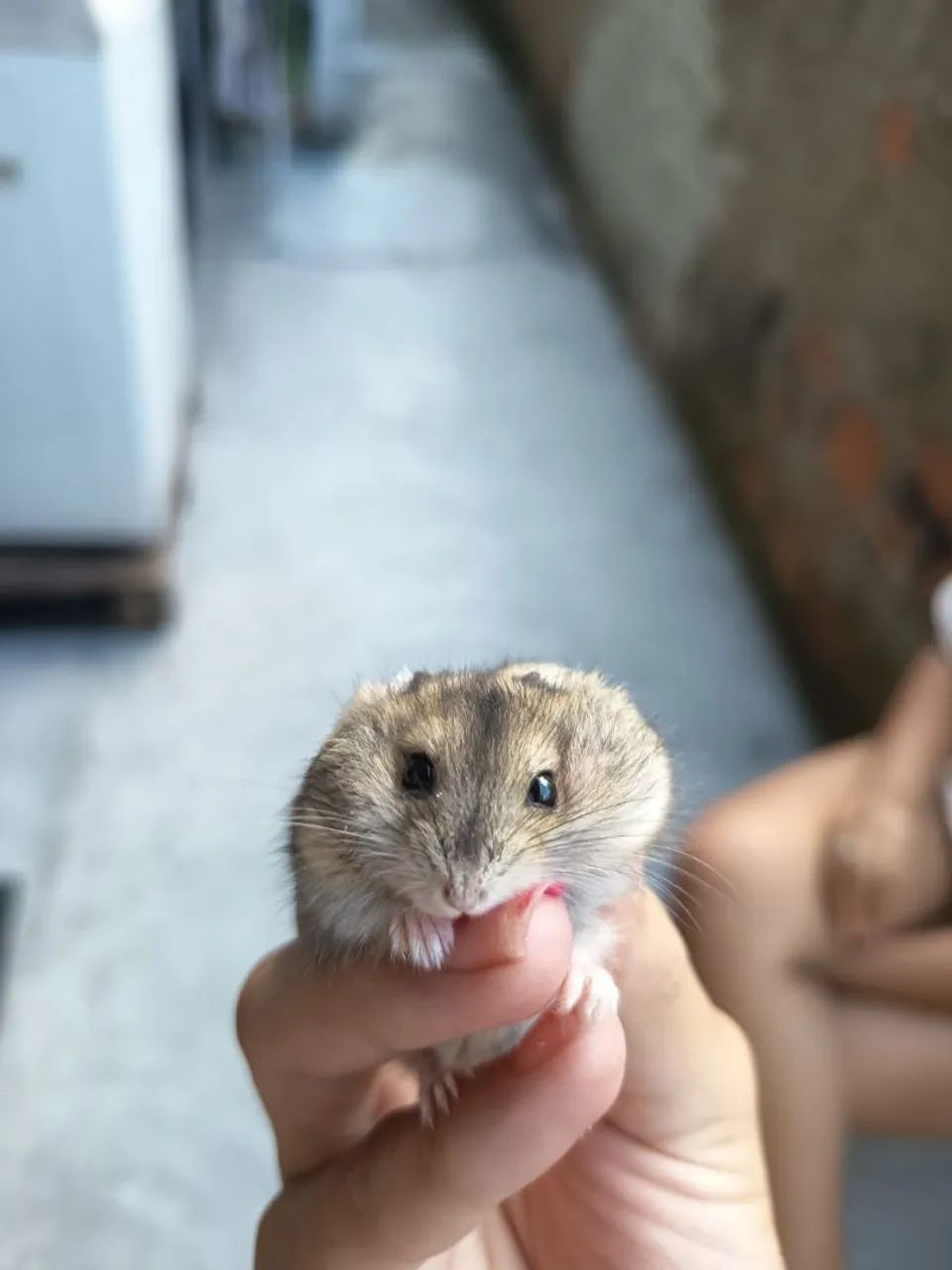 Hamster ? Anão Russo.