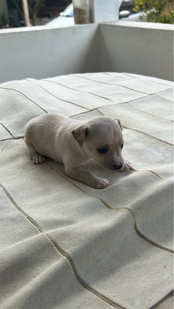 Vendo Pinscher 1  - Foto 5