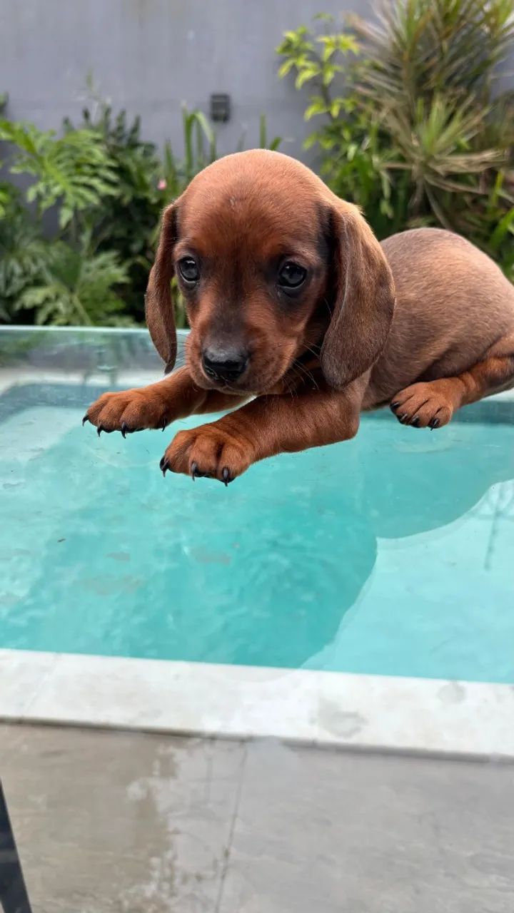 dachshund 49 dias