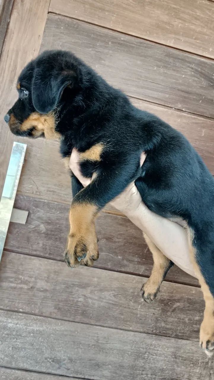 Rottweiler  - Foto 4