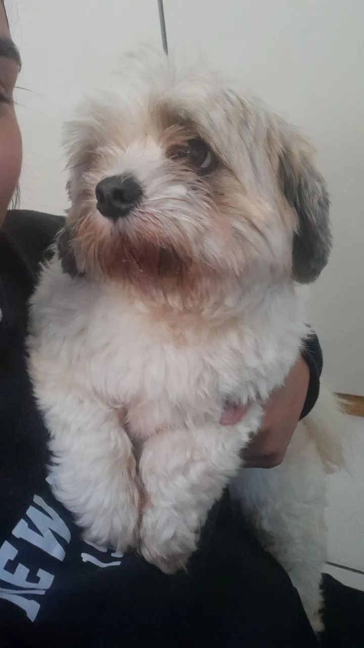 Vende-se Shih tzu - Foto 2