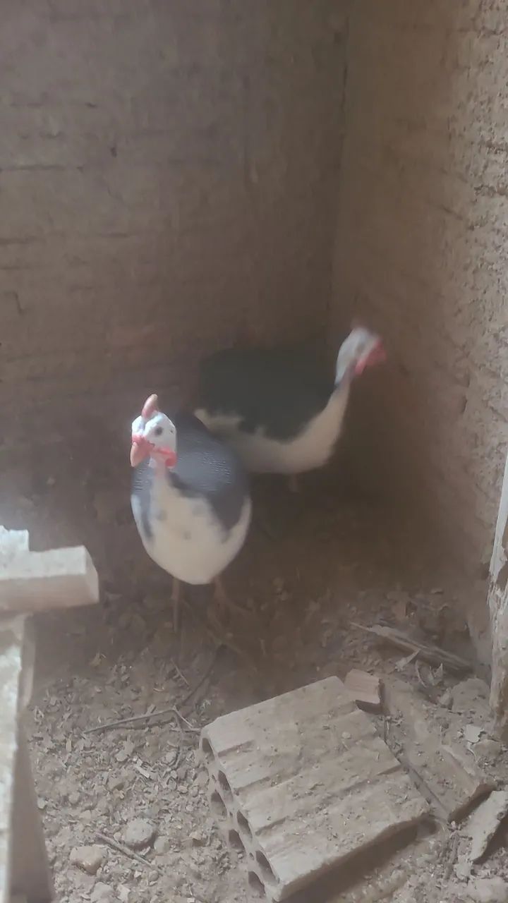 Angola 2 por 180 filhote 25 cd - Foto 2