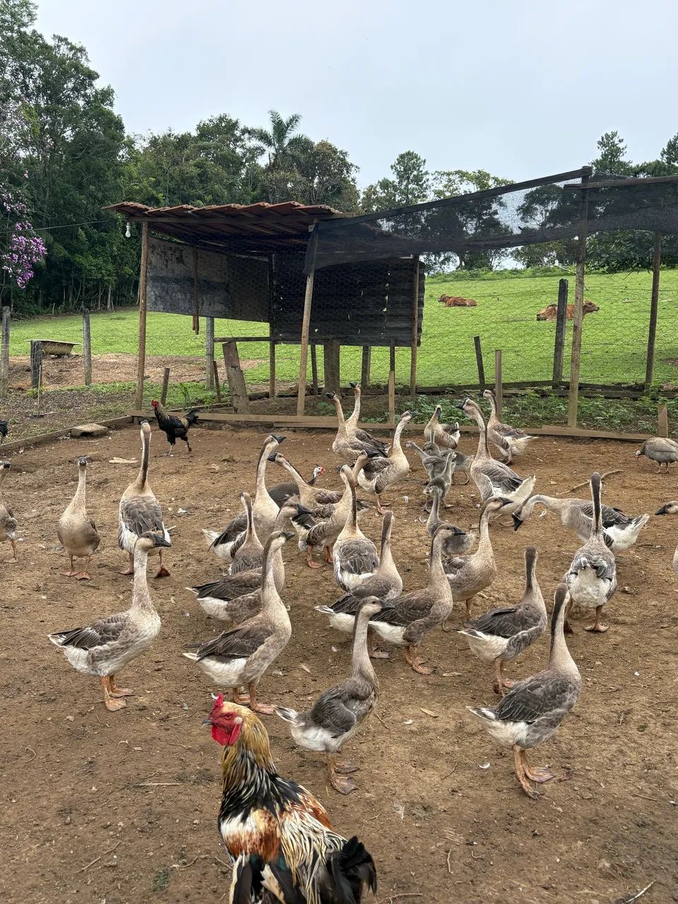 Ganso africano  - Foto 5