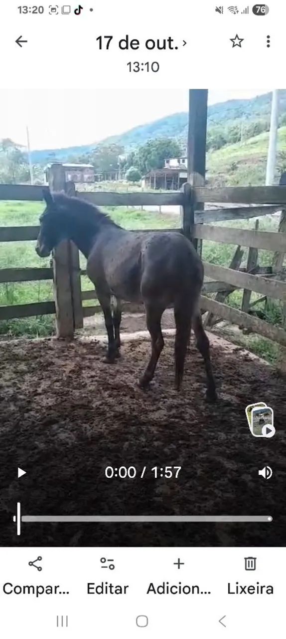 Burro de serviço  - Foto 2