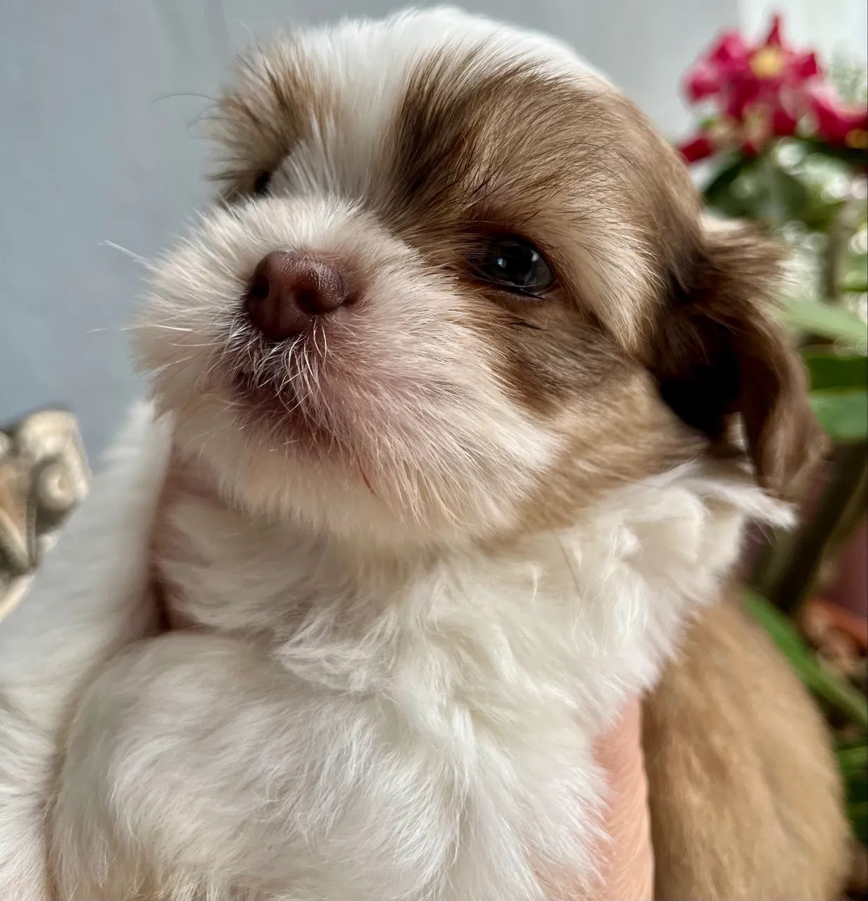 Shih Tzu