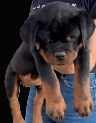 ROTTWEILER DISPONÍVEIS - Foto 2