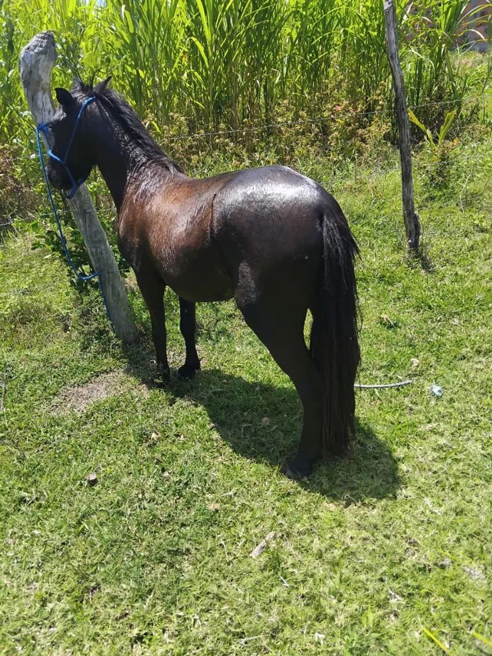 Pônei macho  - Foto 4