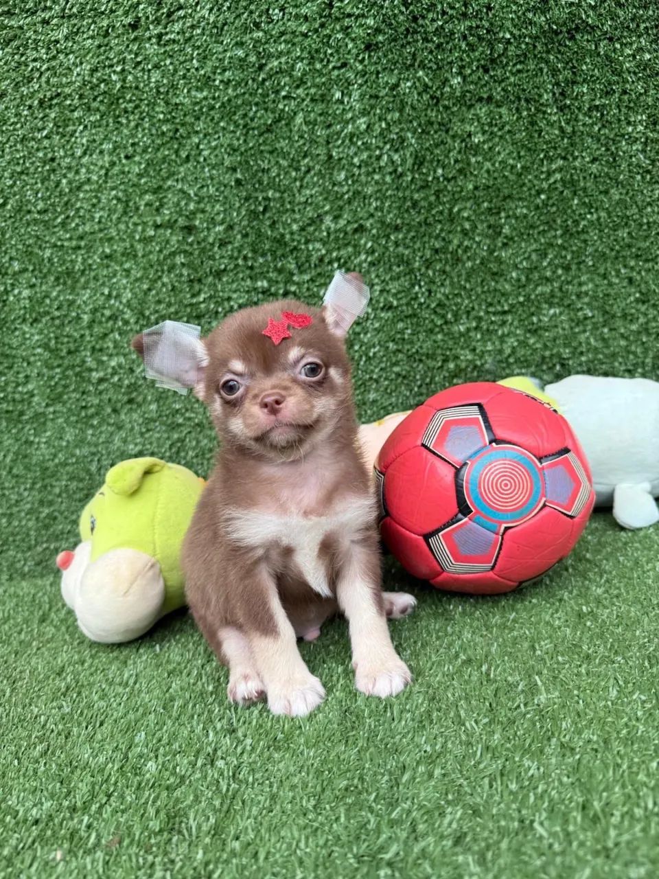 Chihuahua micro