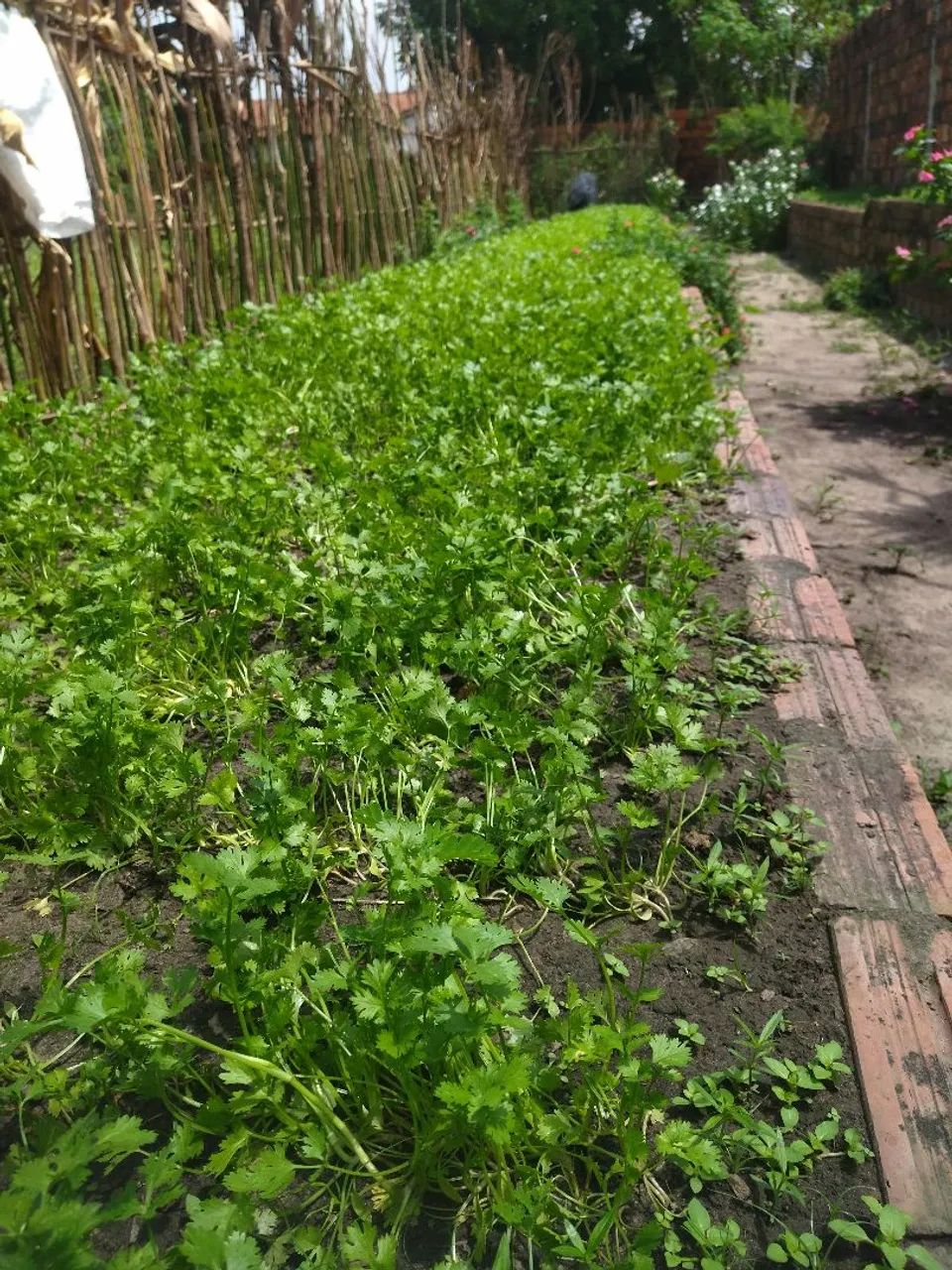 Cheiro verde  - Foto 3