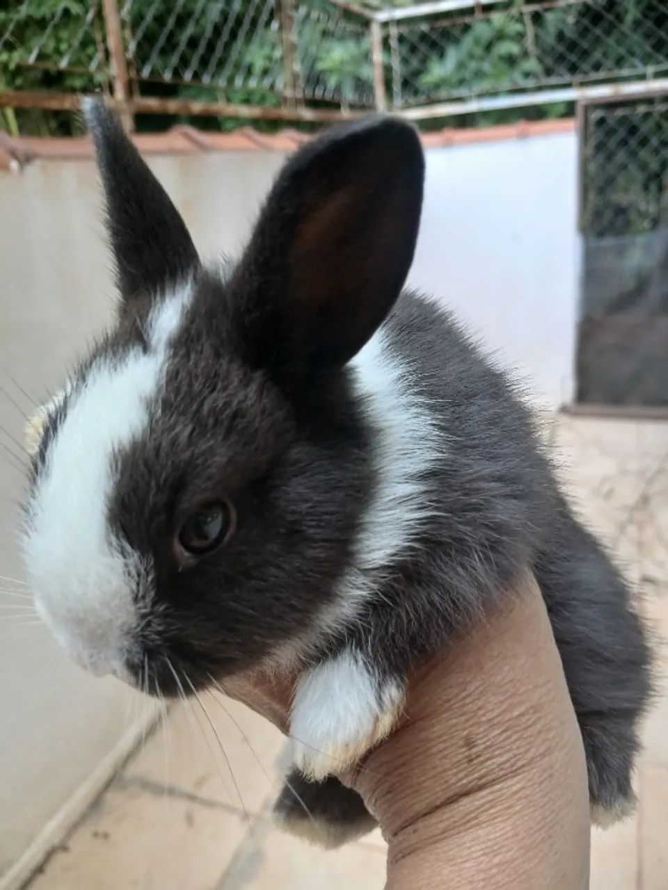 Lindos coelhinhos! - Foto 3