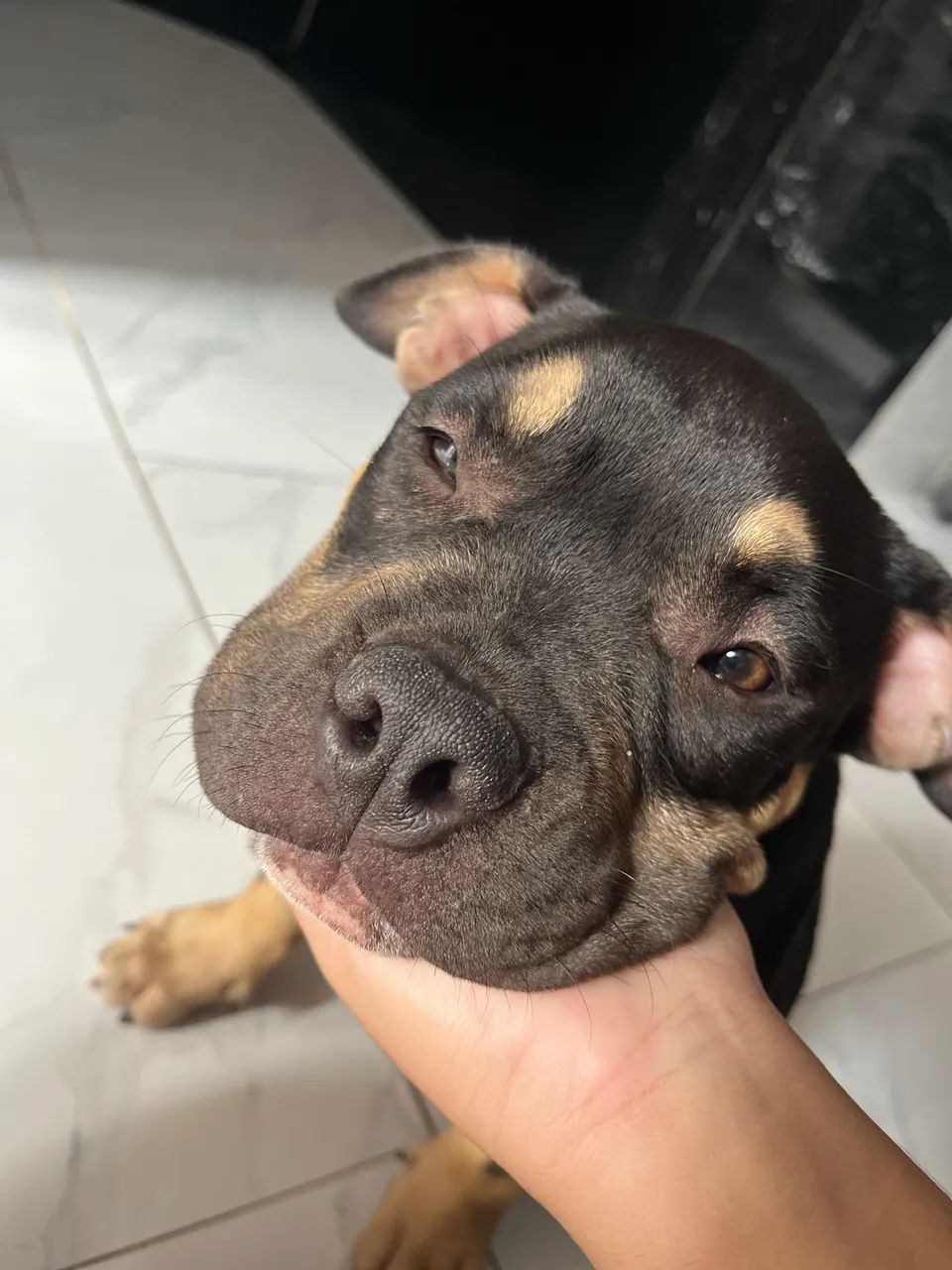 American bully  - Foto 2