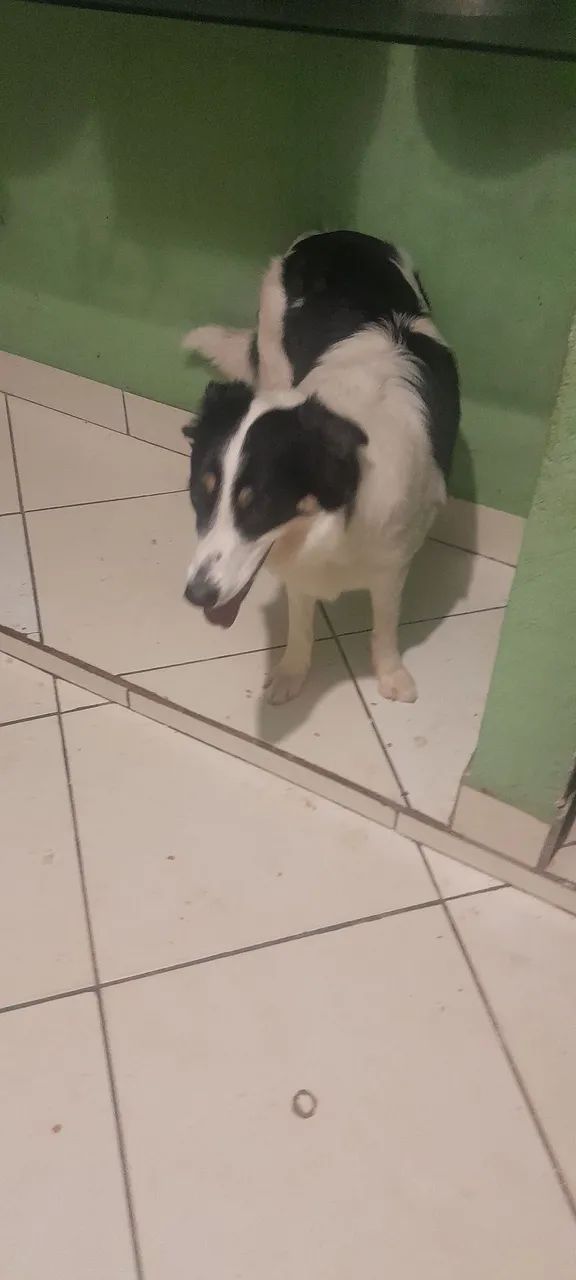 Doação  - Foto 4