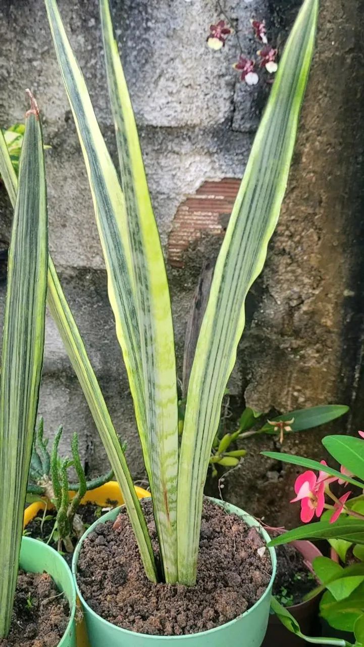 Lindas plantas  - Foto 5