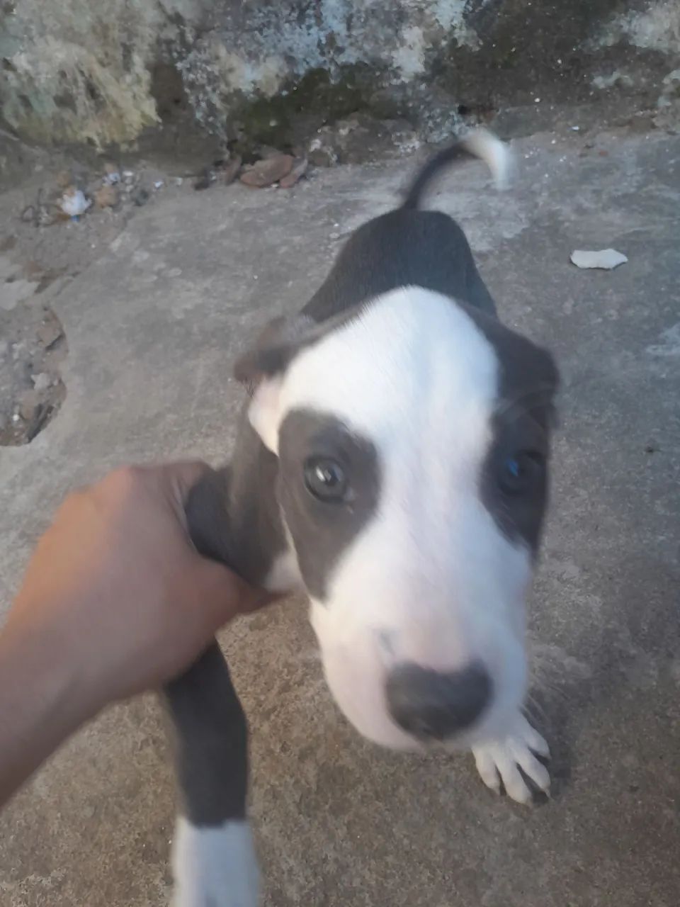 Pitbull american Blue nose  - Foto 2