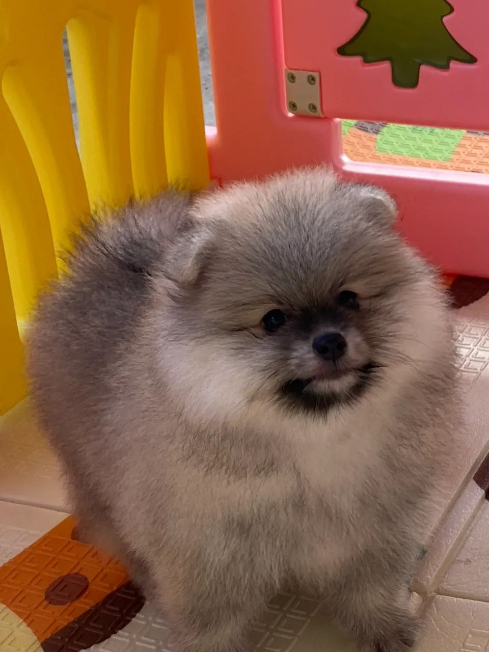Spitz alemão  - Foto 5