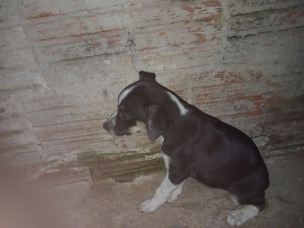 cachorrinhos pra te conquistar ? - Foto 2