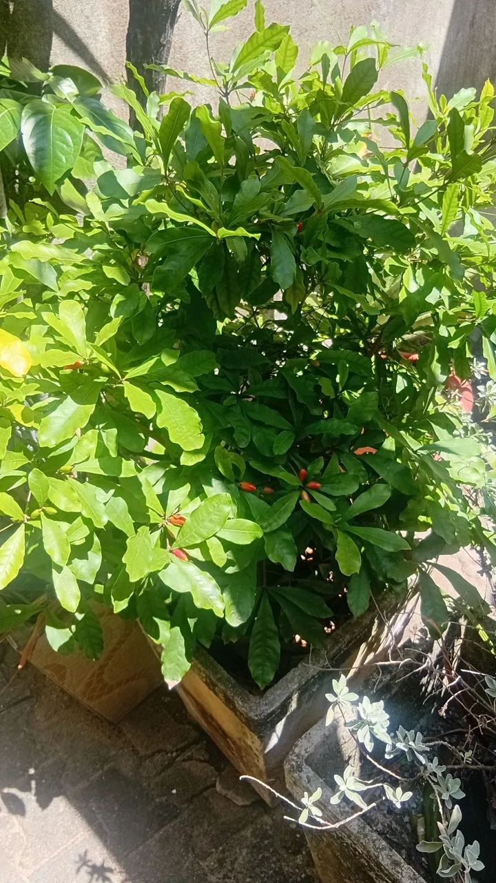 Fruta do Milagre 