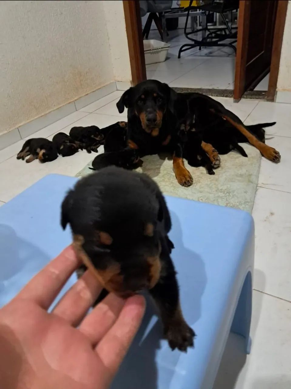 FILHOTES DE ROTTWEILER  - Foto 3
