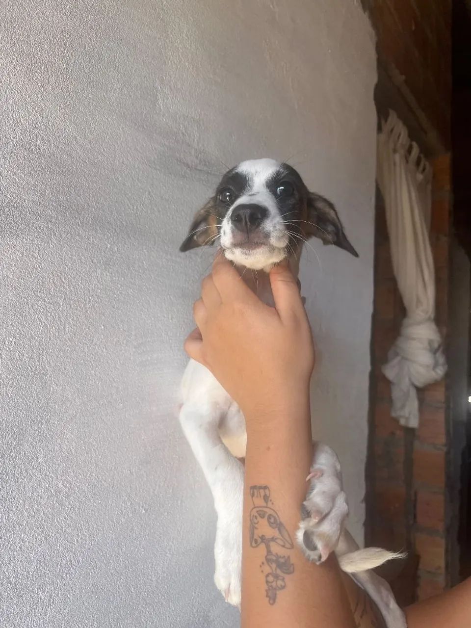 Cachorrinha