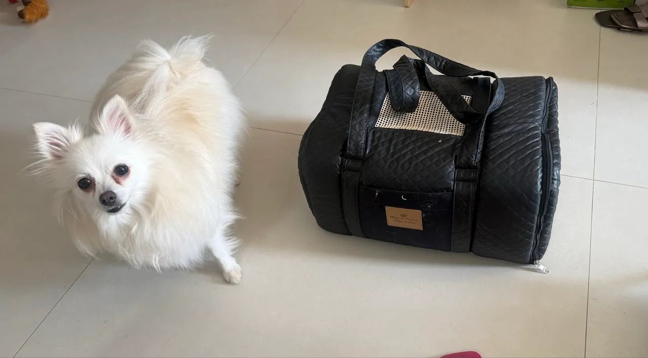 Caixa de transporte pet avião 