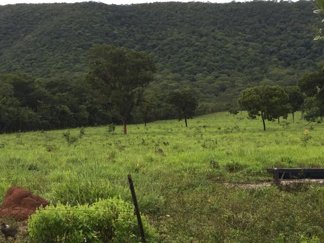 Chácara/Sítio 25 Hectares - Foto 11