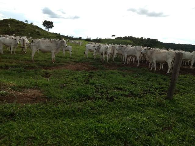 Fazenda de 150 alqueires, com 120 aberto 65 km de Guarantã do Norte -MT - Foto 6