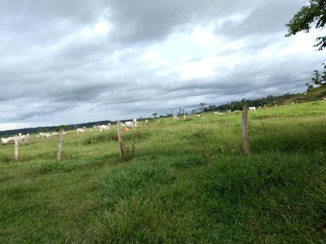 Fazenda de 150 alqueires, com 120 aberto 65 km de Guarantã do Norte -MT - Foto 4