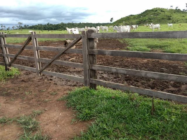 Fazenda de 150 alqueires, com 120 aberto 65 km de Guarantã do Norte -MT - Foto 5