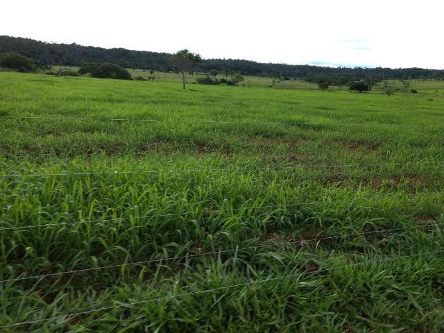 Fazenda de 150 alqueires, com 120 aberto 65 km de Guarantã do Norte -MT - Foto 10