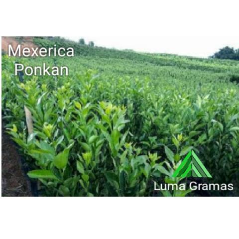 Mexerica PonKan