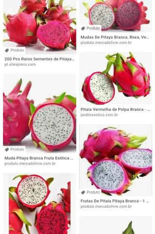 Mudas de Pitaya - Foto 2
