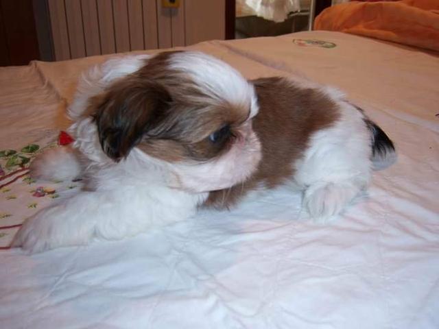 Shih tzu Canil PS