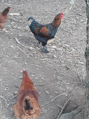 Galos